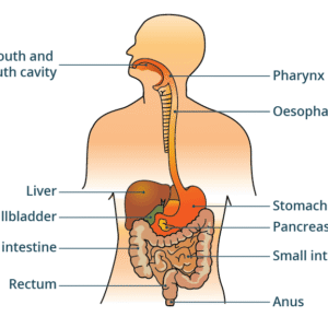 P.7 Science